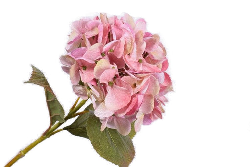 Hortensia rosa 65 cm